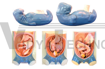 The model of digestion、respiration、urogenital and coelomic aris es (5parts)